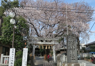 神社の中に一本の桜の木っていうシンプルさがいいな、と思ったのです。