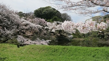 桜の季節。ラブライブ2期の季節ですね