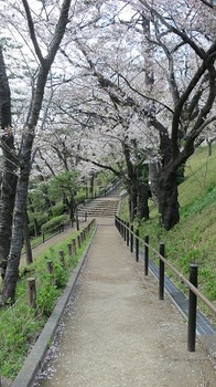 こういう桜の光景好き